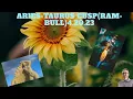 ARIES-TAURUS CUSP ASTROLOGY-4-20-23