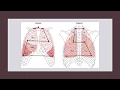 NUR 2030 Jarvis Ch 18 Thorax and Lungs recorded 2018