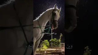 حالات واتس اب شيلات جو الشتا هبت هبوبه 