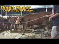 Lagu Kirim Pedet Simental Kelas Kontes Riza Andi Farm Kedua Kalinya Ke Juragan Pakan Terbesar Di Klaten !