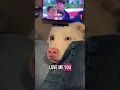 Funny border collie