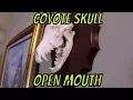 Coyote Skull open mouth