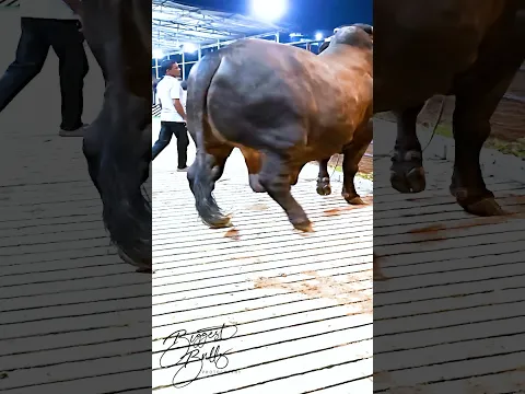 An enormous bull with a muscular build weighing 1300 kg