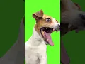 Chroma Key - Laughing Dog Meme (Green Screen for Video Editing) #shorts