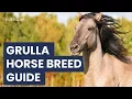 Grulla Horse Breed Guide What Makes This Horse So Unique