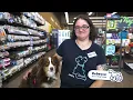 I Have the Best Job in the Building Meet Rebecca Petco Dog Trainer