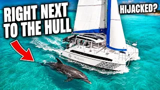 Our Sailing Trip Got Hijacked by a Dolphin - The Most Famous in Turks and Caicos