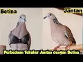 Download Lagu Perbedaan Burung Tekukur Jantan Dengan Betina