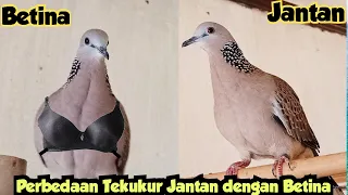 Download Perbedaan Burung Tekukur Jantan Dengan Betina MP3