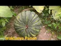 Download Lagu Penen Buah Labu yang di kawinkan Manual