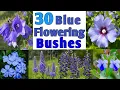 Download Lagu 30 Best Blue Flowering Bushes for your Garden | Blue flower plants for garden | Plant and Planting