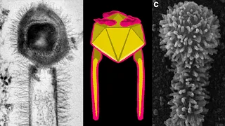 The Disturbing World of Giant Viruses