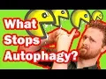 Autophagy Fasting What Stops Autophagy