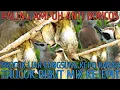 Download Lagu SUARA PIKAT TRUCUKAN RIBUT KOMBINASI KEJEPIT PALING AMPUH RESPON CEPAT LANGSUNG POIN SEKETIKA