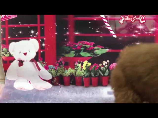 動画