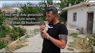 annesi ölen yavru kedi