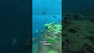 I Have NEVER Seen Anything Like This #diving #freedive #reef #travel #earth #ocean  #sailinglife