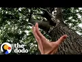 Download Lagu Kitten Stuck On Tree 40 Feet Up Makes A Jump For It | The Dodo