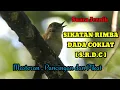 Download Lagu SUARA PIKAT DAN MASTERAN BURUNG SRDC, BURUNG SIKATAN RIMBA DADA COKLAT GACOR MP3 PIKAT Pancingan