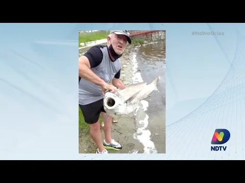 Desastre ambiental: espécies sofrem com diminuição de oxigênio na Lagoa da Conceição