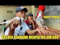Download Lagu GREBEK KANDANGNYA BRO DOENG MERPATIKU NIH BRO