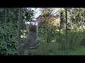 15 Minutes of Calm Squirrel Watching for Relaxation Focus
