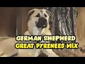 German Shepherd Great Pyrenees Mix