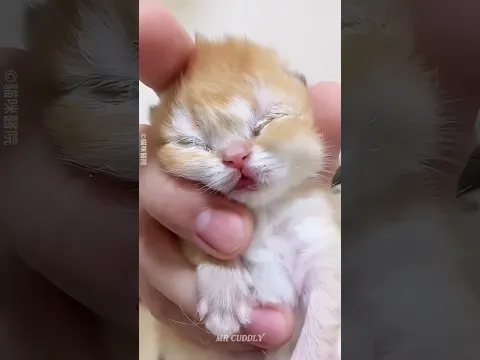 Tiny Kitten 😿 Couldn’t Open Her Eyes ❤️