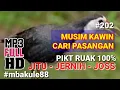 Download Lagu SUARA PIKAT BURUNG RUAK RUAK Saat Musim Kawin Paling Jitu Jernig Jos 100% Point #mbakule88