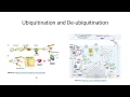 Ubiquitination De-ubiquitination and Innate Immune Response 140