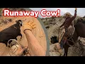 Cattle Drive Gone WRONG Abandoned Newborn Calf