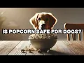 Can Dogs Eat Popcorn Explained