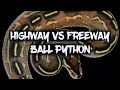 Highway and Freeway Ball Pythons