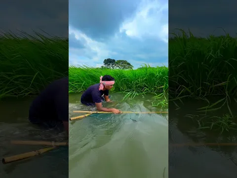 Beautiful amazing fishing in beel #fishinglife #netfishing #shorts