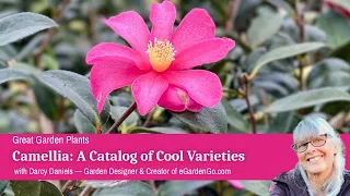 Camellia A Catalog Of Common Varieties 