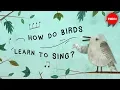 Download Lagu The surprising reason birds sing - Partha P. Mitra