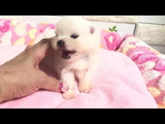 動画