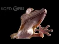 Gecko Grip It s Atomic Really Deep Look