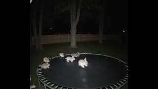 Rabbit garden