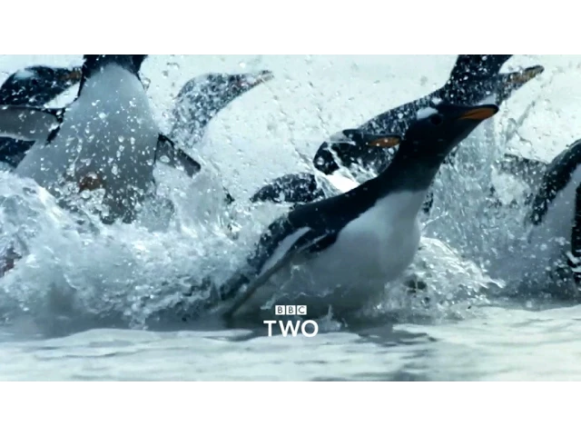 Atlantic: The Wildest Ocean on Earth - Trailer - BBC Two