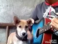 Download Lagu Anjing Menyanyi Mengikuti Nada Gitar Viral 2019