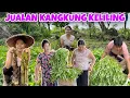 Download Lagu PANEN KANGKUNG HASIL KEBUN LANGSUNG DI JUAL, DAN CARI REBUNG BUAT MAKAN