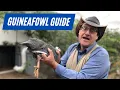 master breeder s warning about guineafowl