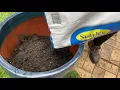 Searles - Re-potting camellias in pots in Australia