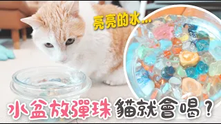 【黃阿瑪的後宮生活】水盆放彈珠！貓就會喝水？
