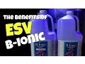The Benefits of EVS B-Ionic in a Saltwater Aquarium