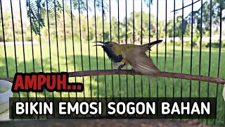 Download PANCINGAN SOGON AGAR EMOSI || Ampuh Memancing Emosi Sogon Bahan MP3