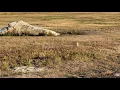 Gophers or Prairie dogs running around