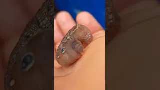 سبحان الله والحمد لله 