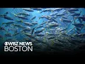 Here s how the New England Aquarium stocks its tanks
